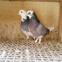 کفتر جفتی|پرنده|فردیس, شهرک ناز|دیوار