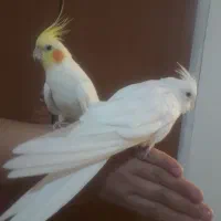 عروس هلندی دستی