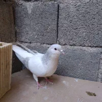 کبوتر دم سفید . دوکت . سرخ|پرنده|شهرضا, |دیوار