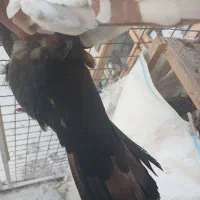 کفتر سینه|پرنده|شیراز, کوشک میدان|دیوار