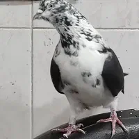 کبوتر پرواز|پرنده|رشت, انصاری|دیوار