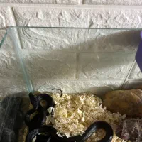 اکواریوم خزنده|خزنده|تهران, پونک|دیوار