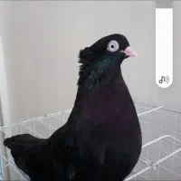 سلام ابادانی