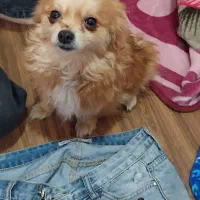 واگذاری رایگان