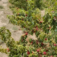 باغچه باغ ویلادر شهریار درمنطقه منجیل آباد شاهدشهر|فروش زمین و ملک کلنگی|رباط‌کریم, منجیل آباد|دیوار