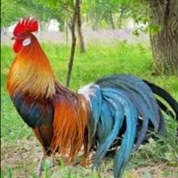 مرغو خروس فونیکس قرمز|حیوانات مزرعه|حمیدیا, |دیوار