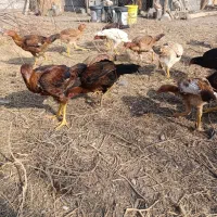 جوجه لاری۵ماهه|حیوانات مزرعه|خسروشاه, |دیوار