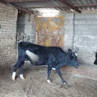 دوراس گاو دورگ محلی درجه یک|حیوانات مزرعه|فراغی, |دیوار