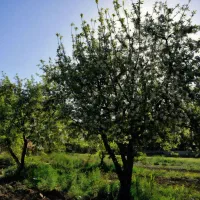 زمین خام