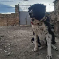 سگ گله