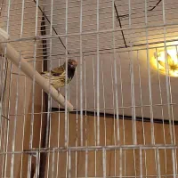 گلبسر مست|پرنده|شاهینشهر, مسکن مهر|دیوار