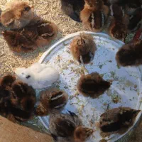 فروش جوجه محلی|حیوانات مزرعه|شیروان (خراسان), |دیوار