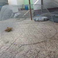 گرگور بافی محمدعلی نبییان|ماهیگیری|بوشهر, |دیوار