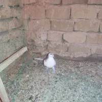 کفتر ساده|پرنده|تربت‌حیدریه, هاشمی‌نژاد|دیوار