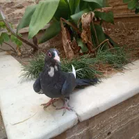 ماده قره شهرستانی کرمونی|پرنده|تهران, دهم فروردین|دیوار