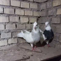 طوقی،،|پرنده|خرمشهر, |دیوار