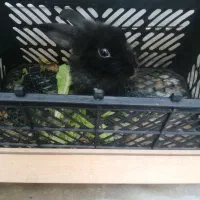 خرگوش بریتانیایی اصل. ماده