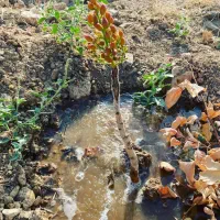 نهالستان سامین نهال|خدمات باغبانی و درختکاری|ارومیه, |دیوار