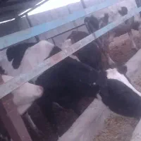 گاوشیری|حیوانات مزرعه|باشتین, |دیوار