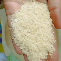 برنج نیم دانه وسرلاشه  هاشمی اعلاوبرنج درشت هاشمی|خوردنی و آشامیدنی|الوند, |دیوار