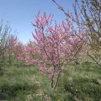 باغ درختان مثمر