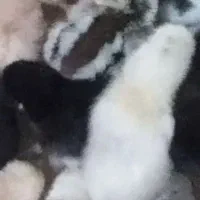 جوجه دیلگونی ۵ روزه