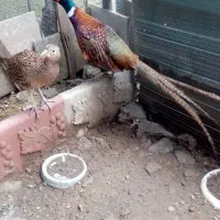 فروش مرغ وخروس آمریکایی