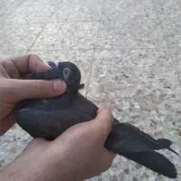 کاشانی