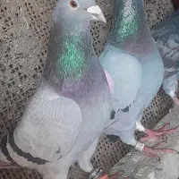 کبوتر
