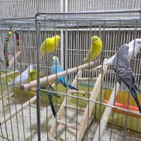 مرغ عشق با قفس و وسایل|پرنده|شیراز, شیخ علی چوپان|دیوار