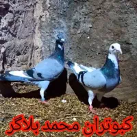 کبوتر جفت نروماده ابلغ