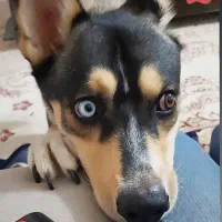 سگ گمشده محدوده خیابان ملکی رباط کریم