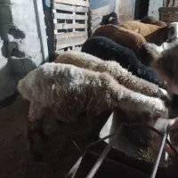 بره نر و ماده همو هترو