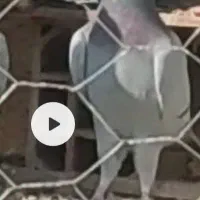 کفتر مسافتی