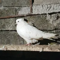 کبوتر|پرنده|تالش, هشتپر|دیوار