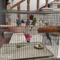 مرغ عشق|پرنده|اصفهان, کشاورزی|دیوار