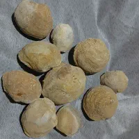 سنگواره و فسیل صدف|کلکسیون اشیاء عتیقه|سروستان, |دیوار