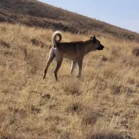 واگذاری سگ سرابی همه چیز به ضمانت ۱۸ماهه|سگ|جوادآباد, |دیوار