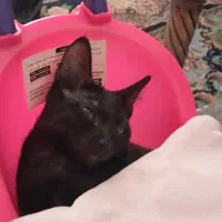 واگذاری گربه مشکی