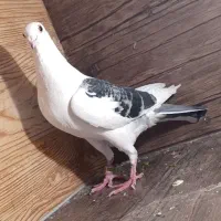 کبوتر جنگنده . رنگی.شمرونی ساعتی شازده هما سرور