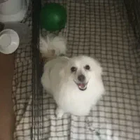 سگ خانگی|سگ|قم, لسانی|دیوار