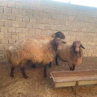 گوسفند قوچ|حیوانات مزرعه|دیواندره, |دیوار