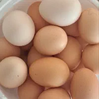 تخم مرغ محلی