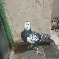 کبوترجوگی فروشی