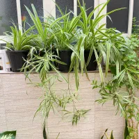 شوش فروش گلهای اپارتمانی|گل و گیاه طبیعی|شوش, |دیوار