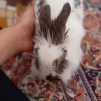 خرگوش واگذاری
