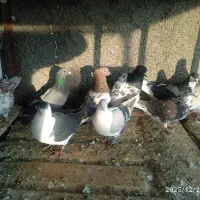 کفتر|پرنده|تربت جام, شاهد|دیوار