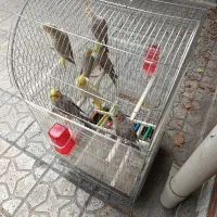 عروس هلندی ۳ماهه