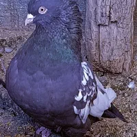 کفتر یا کبوترسینه