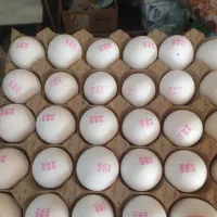 پخش تخم مرغ مستقیم از درب مرغداری